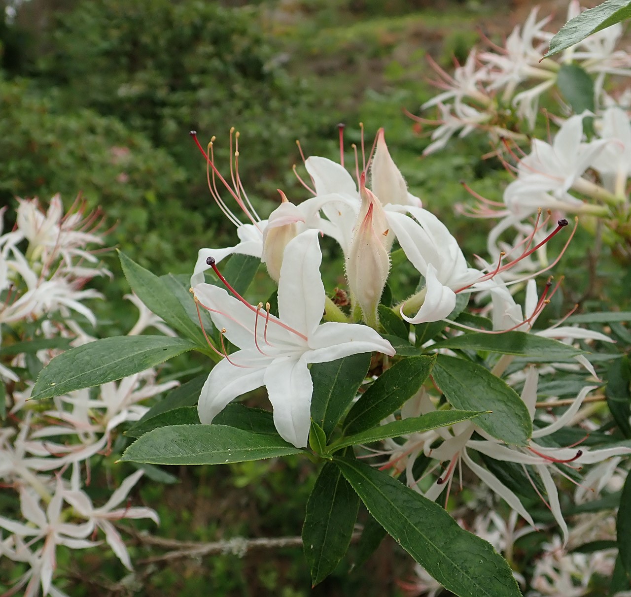 'Weston's Innocence' (remutation)